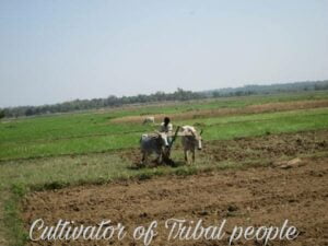 Cultivatior of Tribal People